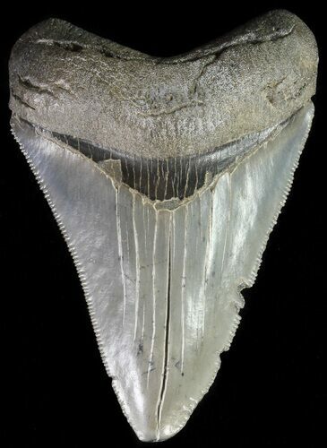 Serrated, Megalodon Tooth - Georgia #63971